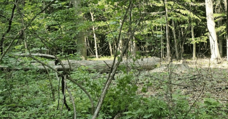 Professional Tree Logging Service Near Me: Your Trusted Forestry Experts